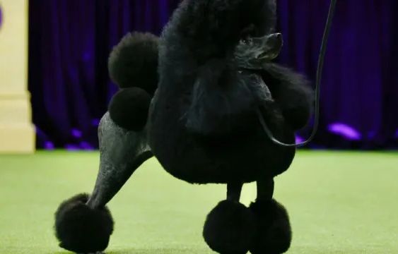 Westminster Dog Show 2024: Miniature Poodle Wins Best in Show