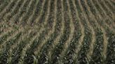 USDA revisa produção de milho para cima e previsão de soja para baixo Por Investing.com