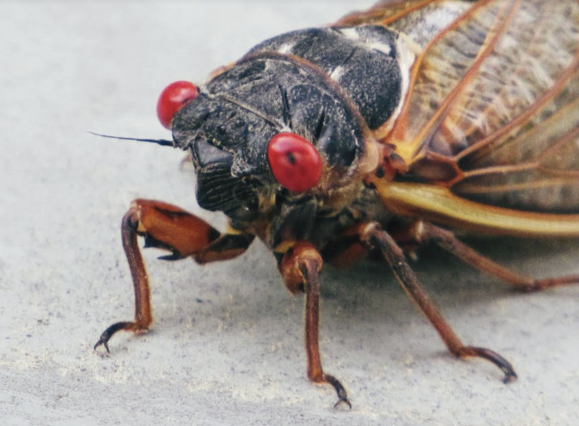 Copperheads love cicadas. Will the insect invasion mean more snakes out in SC? Biologists weigh in