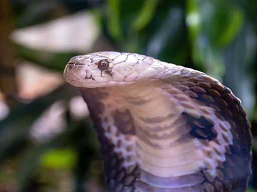 Common blood thinner heparin can be life-saving in cobra bite cases: Study