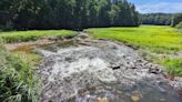 Lush meadow overtakes empty lake bed as massive prep under way for new Lake Williams dam