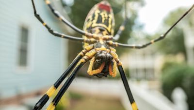 'It's not a matter of if, but when we'll start to see the Joro spider,' | study shows urban areas in NC likely to attract the giant spiders