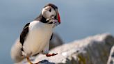 Maine's puffin colonies recovering in the face of climate change