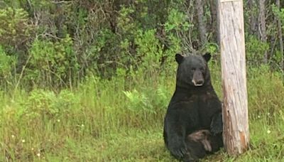 Florida police say don’t take selfies with stressed bear: ‘He’s clearly not in the mood for pictures’