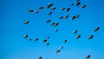 Arizona golf course worker dies after being attacked by swarm of bees