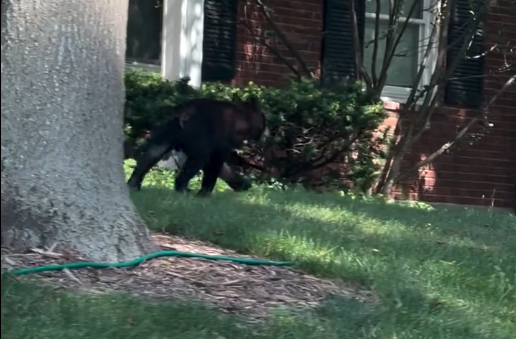 VIDEO: Baby bear roams around Ballwin neighborhood