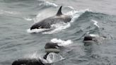 Scientists may finally have answer to why killer whales keep attacking boats near Gibraltar