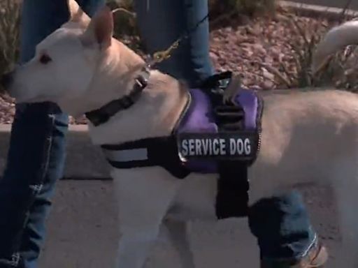 Mother honors her son with a non-profit that pairs service animals with veterans