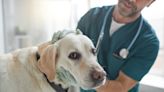 New Study Indicates Certain Dog Breeds Are More Prone to Getting Cancer