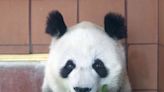 Shuan Shuan, the Oldest Panda in Mexico, Dies on Her 35th Birthday at Mexico City Zoo