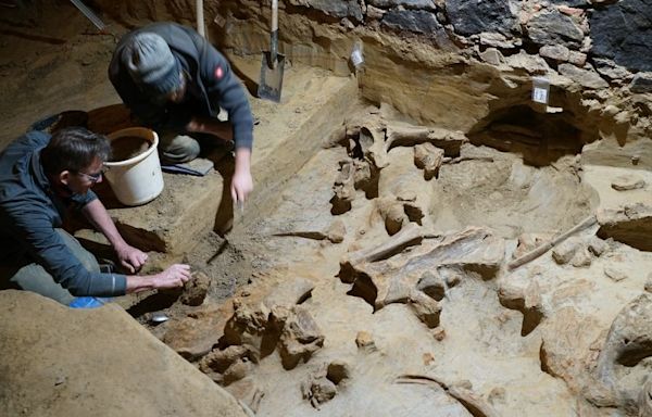 Hundreds of mammoth bones discovered in Austrian wine cellar