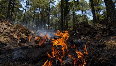 Incendios forestales en México: Quemas agrícolas provocan un tercio de los siniestros