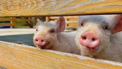 Piglets who jumped off pork truck to freedom now live in Potomac