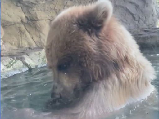 Woodland Park Zoo bear devours ducklings in front of Seattle visitors