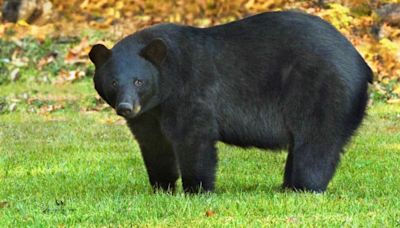 Louisiana hunters to have black bear season with new law