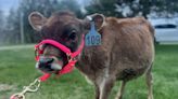 A calf is missing from Essex Street in Bangor