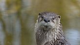 Villagers set up electric fence after ‘terrifying’ otter causes thousands of pounds of damage