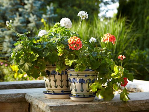 How to Successfully Overwinter Your Favorite Garden Plants Indoors