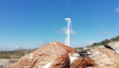 Aumentan las muertes de aves por colisiones en parques eólicos: casi 9.000 en tres años