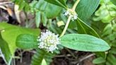 Diversity is the key to any garden