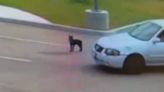 WATCH: Puppy chases car after being abandoned in Fresno