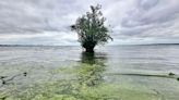 Lough Neagh blue-green algae 'back with a vengeance'