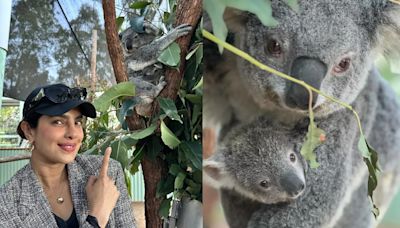 Priyanka Chopra Meets Koala Named After Her. Hubby Nick Jonas' Reaction To Video Is Unmissable