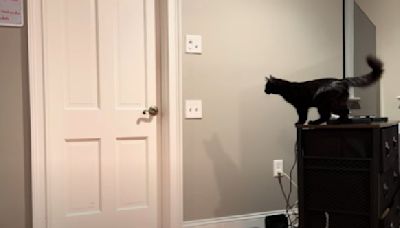 The Great Escape: Owner Sets Up Camera To See How Cat Keeps Getting Out