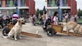 Este labrador es viral por su desternillante método para llevar a su ama del colegio a casa