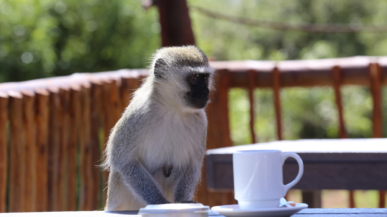 The Rare Coffee Variety That's Literally Spit Out By Monkeys