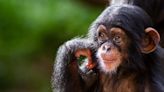 Human And Chimp DNA Is 98.8 Percent Identical – So How Are We So Different?