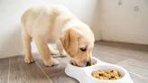 A Complete Guide to Feeding Your Puppy