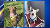 Central Ohio dogs up for adoption June 2024