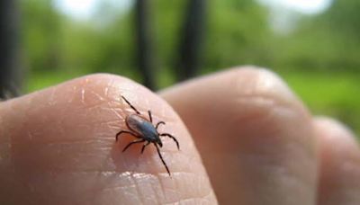 Mueren seis por rickettsia en Coahuila