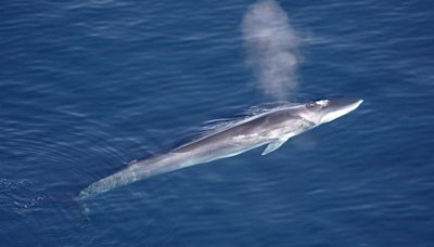Japan Unveils New Whaling Mothership Set To Revitalize The Industry