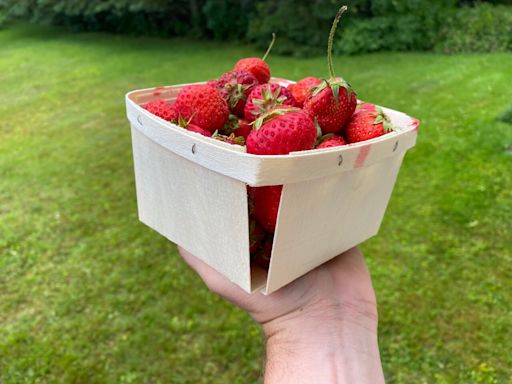 Looking for P.E.I. strawberries? Some are already ripe