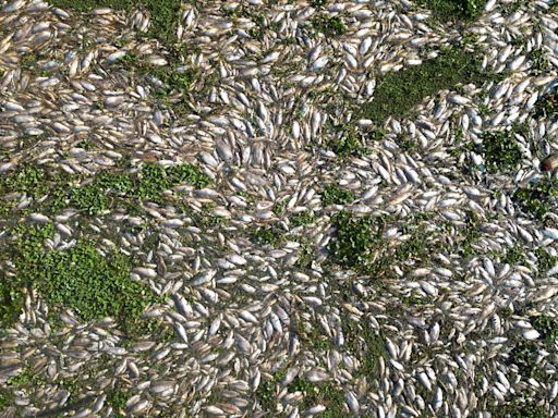 Usina é multada em R$ 18 milhões por morte de peixes em rio de Piracicaba (SP); veja vídeo