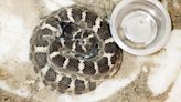 Rattlesnake sent through mail