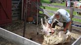 Sheared sheep had their moment to shine at Missouri Town 1855’s family event in LS