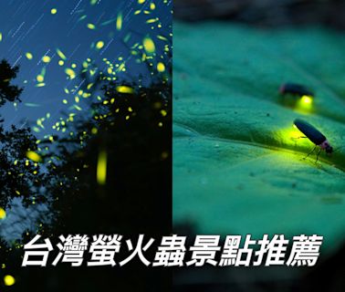 2024台灣螢火蟲景點推薦！台北也能看螢火蟲 賞螢須知更要注意