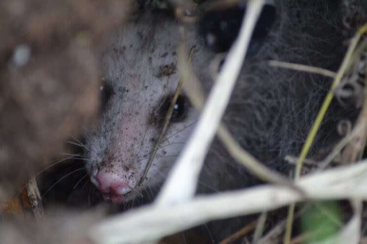 An opossum in the garden