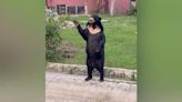 Footage from Thai Zoo Shows Sun Bears Standing Up Like Chinese Zoo Bears Accused of Being Human