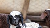 Miniature Sheep Who Thinks He's a Dog Is Stealing Hearts Everywhere