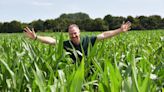 First look at new maize maze at award-winning farm shop site