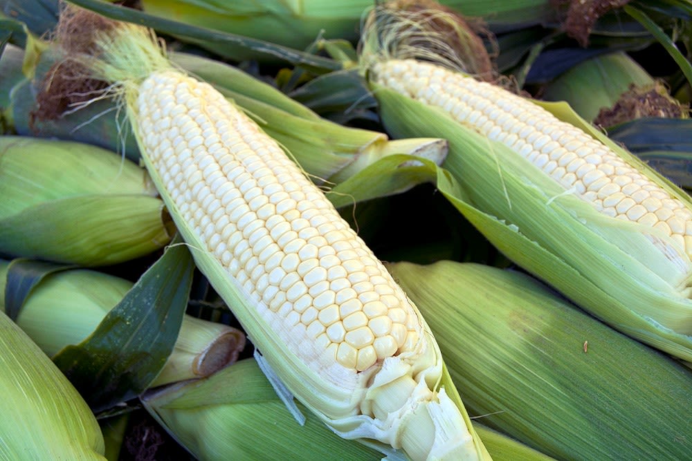 Time Is Ripe: Sweet corn at East Bay farmers’ markets hard to beat