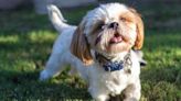 Puppy Gets a Case of ‘Happy Feet’ When She Realizes She’s Going ‘Bye-Bye’ With Mom