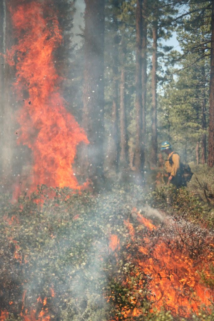 Calforests applauds funding for wildfire prevention, preparedness in Governor Newsom’s May Revision