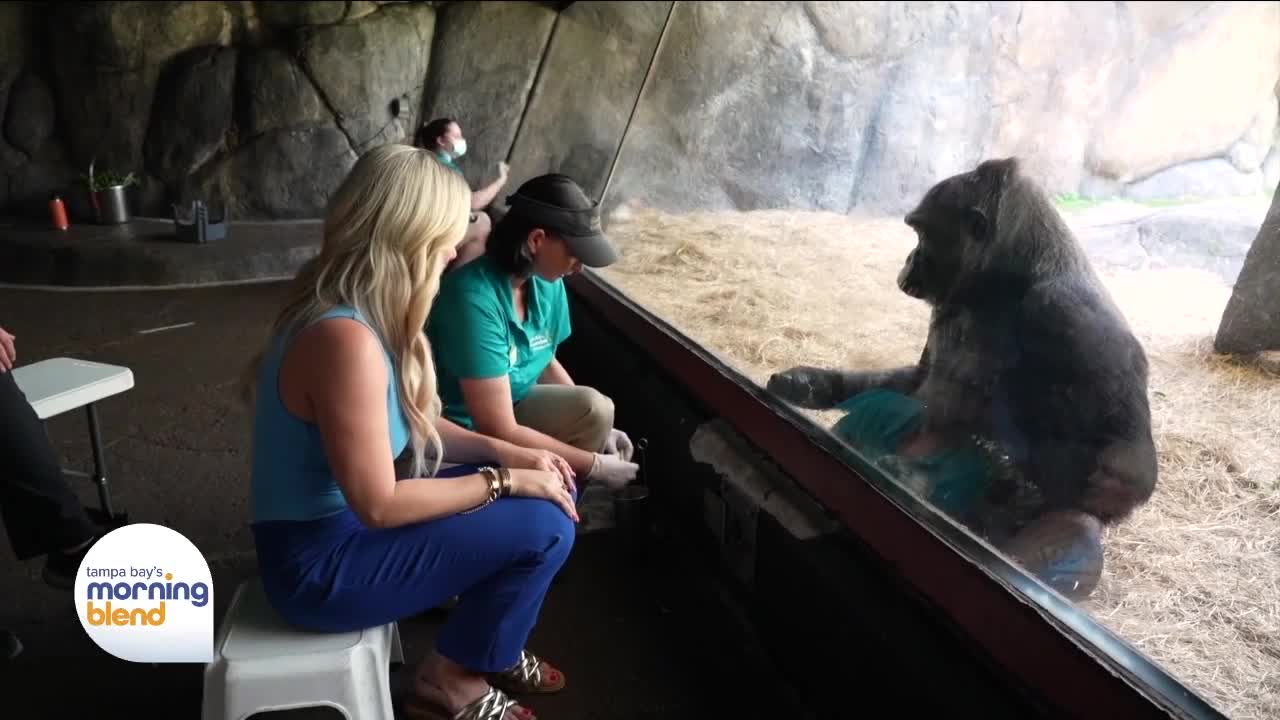 Busch Gardens’ Gorilla Insider Tour Allows You To Get up Close With This Endangered Species