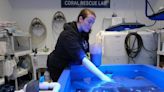 Rescued Gulf of Mexico coral in a Galveston aquarium could help the species’ survival