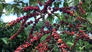 Colheita de café 24/25 do Brasil alcança 21%, diz Safras & Mercado Por Reuters